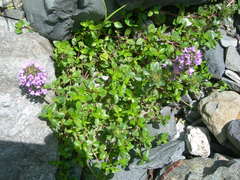 Thymus nummularius