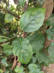 Maesa japonica
