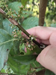 Maesa japonica