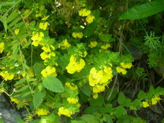 Rhynchocorys elephas