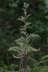 Berkheya bipinnatifida bipinnatifida