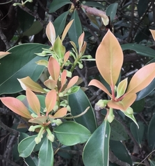 Ternstroemia