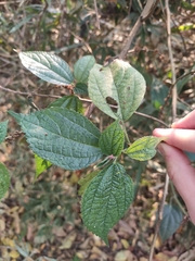 Oreocnide frutescens