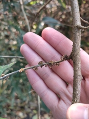 Oreocnide frutescens