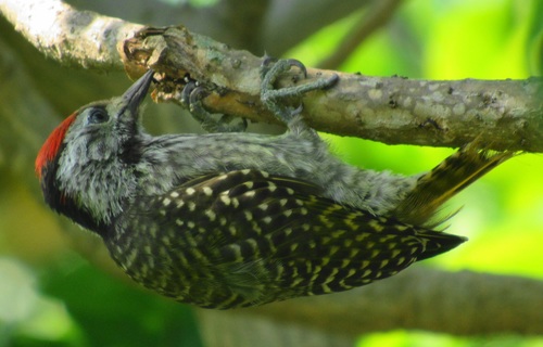 Natal Cardinal Woodpecker