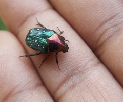 Clinteria coerulea