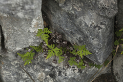 Aleuritopteris argentea