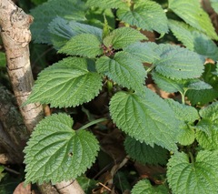Lamium orvala