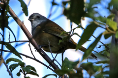 Pachycephala olivacea