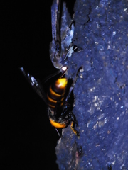 Vespa mandarinia japonica