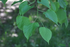 Tilia cordata