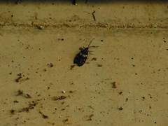 Eterusia aedea sugitanii