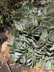Cotyledon orbiculata oblonga