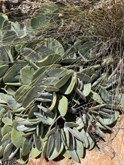 Cotyledon orbiculata oblonga