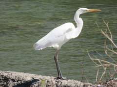 Ardea alba