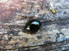 Tetraphyllus paykullii