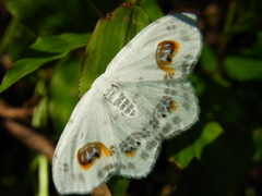 Auzata superba superba