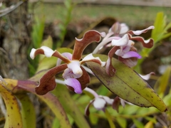 Vanda bicolor