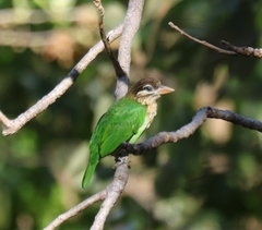 White-Cheeked Barbet photo 3