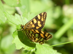Oreixenica kershawi