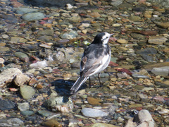 Motacilla alba lugens