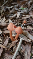 Entoloma latericolor