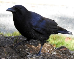Corvus brachyrhynchos