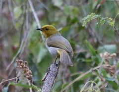 Pycnonotus xantholaemus