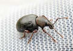 Otiorhynchus nodosus