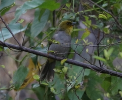 Pycnonotus xantholaemus