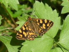 Oreixenica kershawi