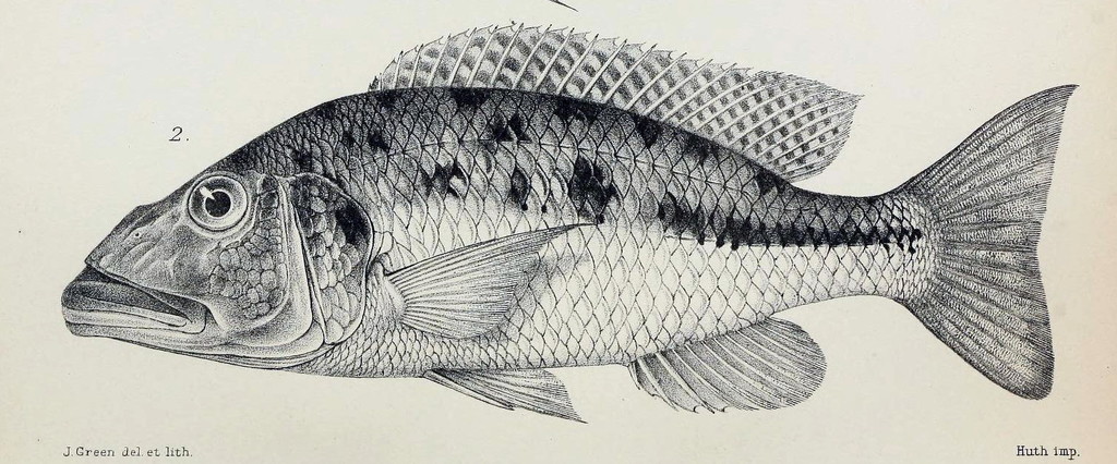 Big-Mouth Hap