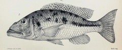 Big-Mouth Hap photo 1