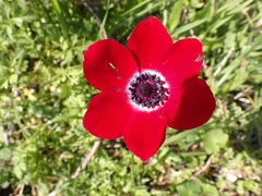 Anemone coronaria