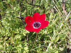 Anemone coronaria