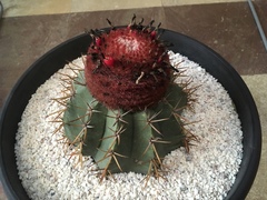Melocactus