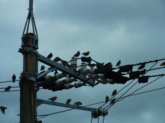 Spodiopsar cineraceus