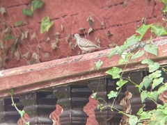 Geopelia striata