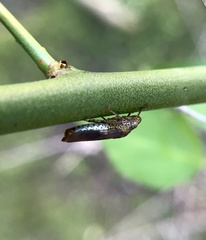 Homalodisca vitripennis