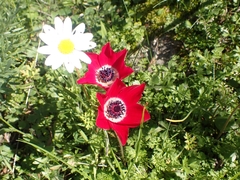 Anemone coronaria