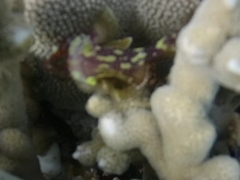 Sebastapistes cyanostigma