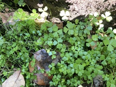 Hydrocotyle tripartita