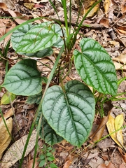 Cissus vinosa