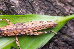 Canachus