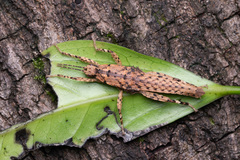 Canachus