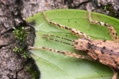 Canachus