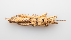 Canachus