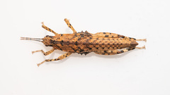 Canachus