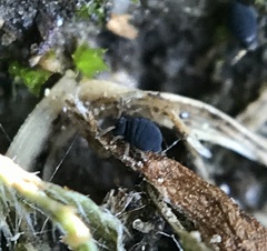 Sminthurinus elegans