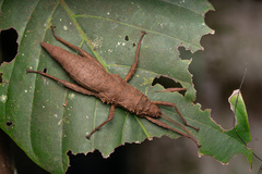 Canachus